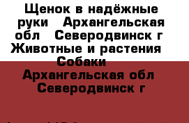 Щенок в надёжные руки - Архангельская обл., Северодвинск г. Животные и растения » Собаки   . Архангельская обл.,Северодвинск г.